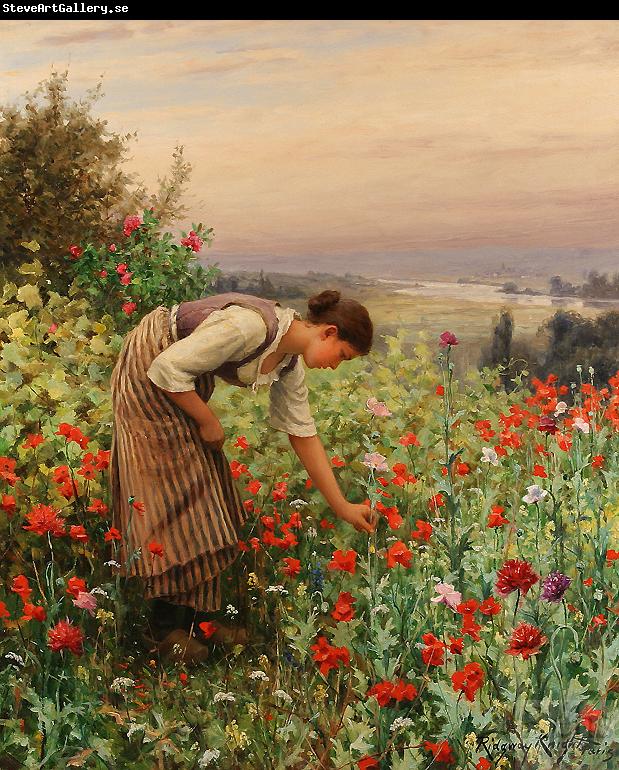 Daniel Ridgeway Knight Girl Picking Poppies